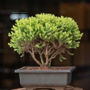 Golden Cypress Bonsai Plant