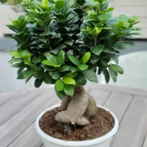 Fiscus Bonsai Plant