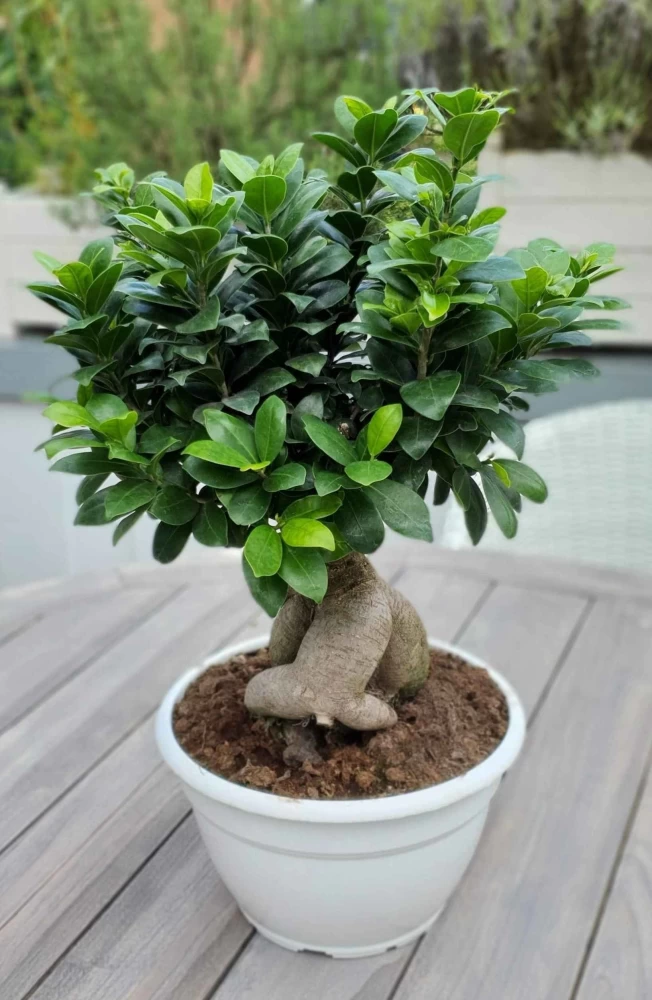 Fiscus Bonsai Plant
