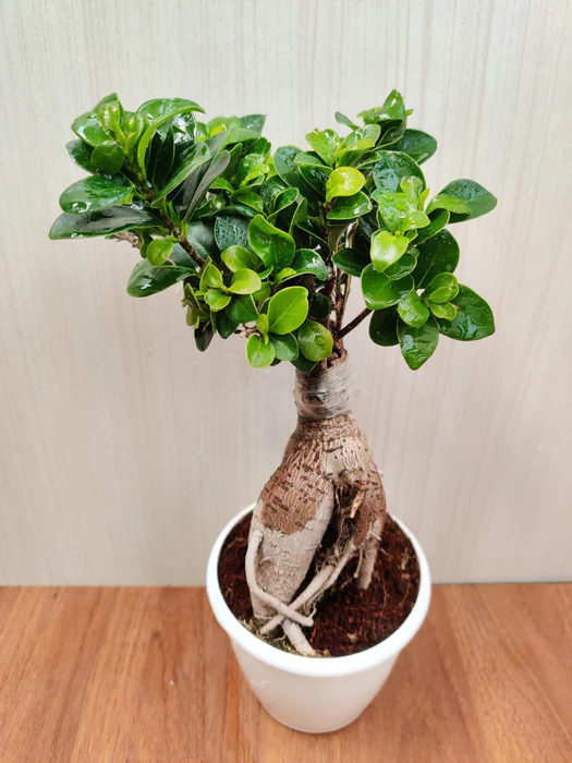 Banyan Tree Bonsai Plant