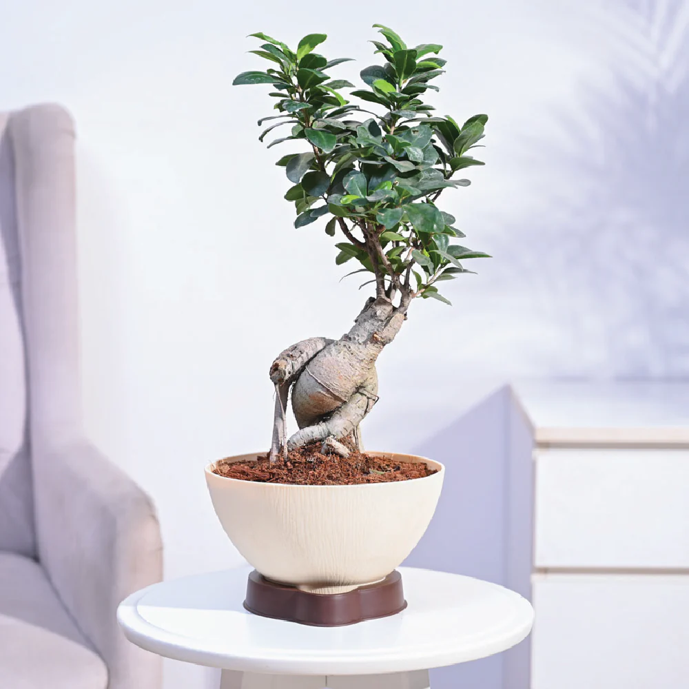 Banyan Tree Bonsai Plant - Image 2