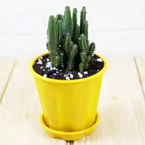 Elongated Cactus