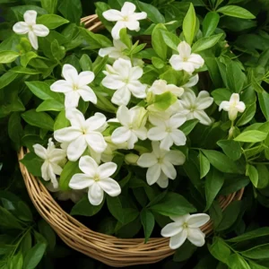 Jasmine
