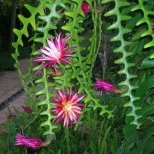 Fishbone cactus