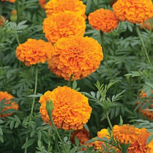 African Golden Marigold