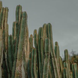 Towering cactus plants under a moody sky in Tenerife, Spain, showcasing natural growth and textures.