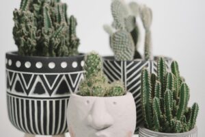 A close-up of various potted cacti in stylish, patterned planters. Perfect for decor inspiration.