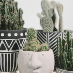A close-up of various potted cacti in stylish, patterned planters. Perfect for decor inspiration.