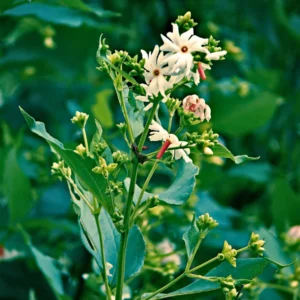 Night Blooming Jasmine - Plant