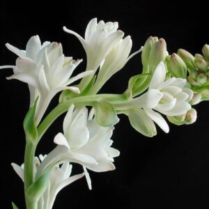 Rajnigandha fragrance flower plant