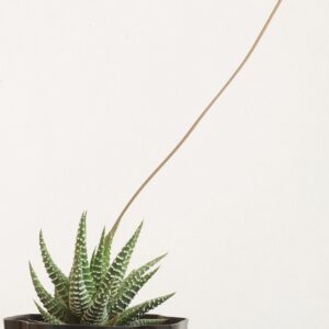 haworthia, cacti, cactus